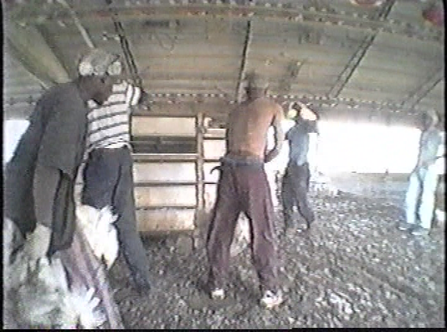 Thumbnail image for Action for Animals