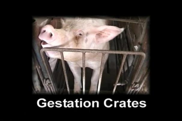 Thumbnail image for Action for Animals