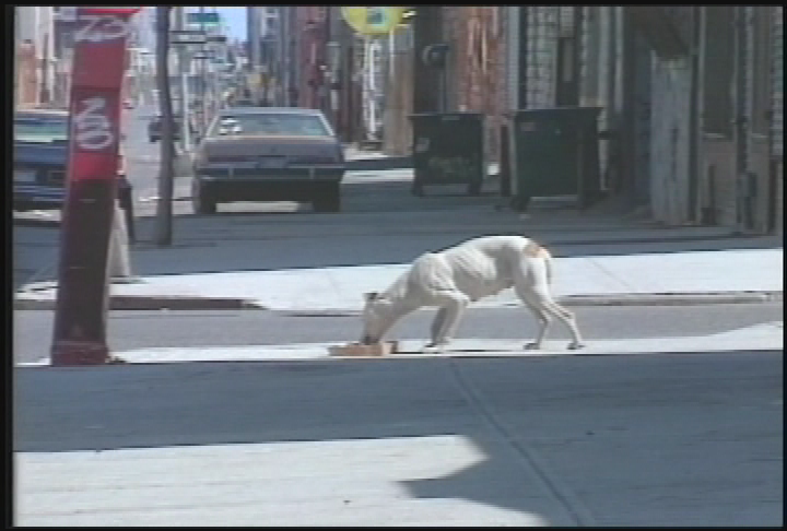 Thumbnail image for Action for Animals