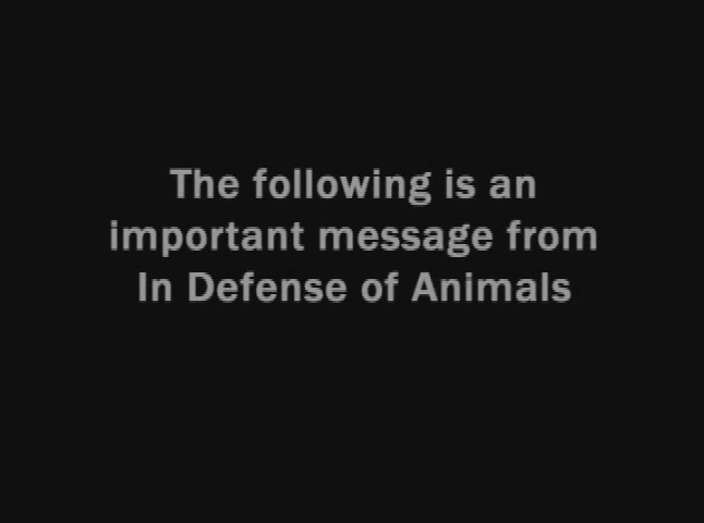 Thumbnail image for Action for Animals