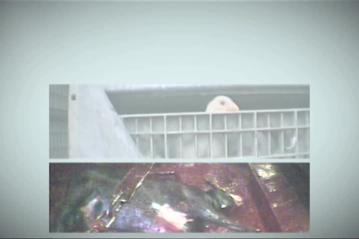 Thumbnail image for Action for Animals